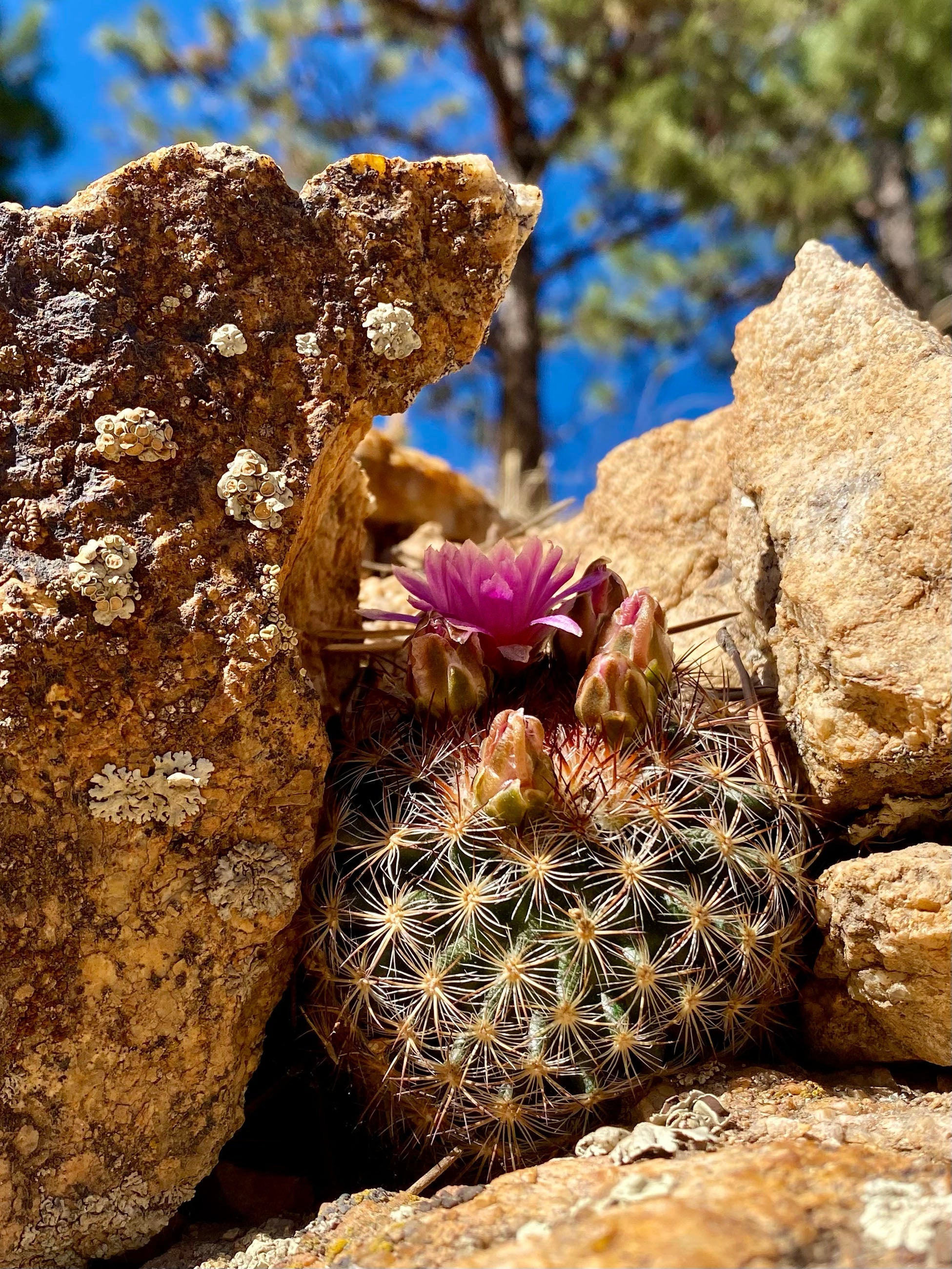Bright Spots Along The Trail