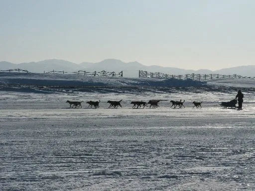 Dog sledding team on a frozen landscape with mountains in the background
