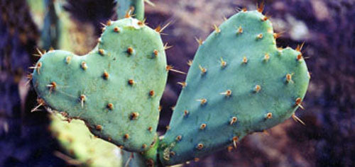 Heart-shaped cactus leaves with spines on a blurred background